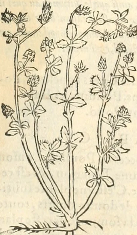 An illustration from [Les six livres de Pedacion Dioscoride d'Anazarbe de la matiere medicinale : translatez de latin en françois : a chacun chapitre sont aioustees certaines annotations fort doctes, & recueillies des plus excellens medecins, anciens, & modernes, 1553, leaf 232