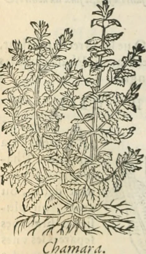 An illustration from [Les six livres de Pedacion Dioscoride d'Anazarbe de la matiere medicinale : translatez de latin en françois : a chacun chapitre sont aioustees certaines annotations fort doctes, & recueillies des plus excellens medecins, anciens, & modernes, 1553, leaf 233