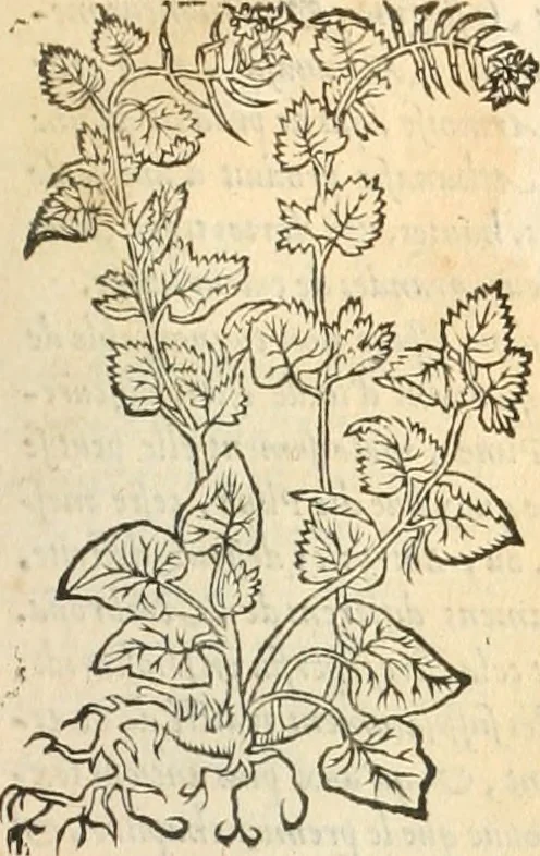 An illustration from [Les six livres de Pedacion Dioscoride d'Anazarbe de la matiere medicinale : translatez de latin en françois : a chacun chapitre sont aioustees certaines annotations fort doctes, & recueillies des plus excellens medecins, anciens, & modernes, 1553, leaf 234