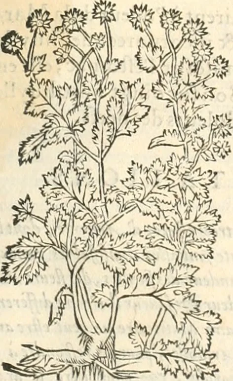 An illustration from [Les six livres de Pedacion Dioscoride d'Anazarbe de la matiere medicinale : translatez de latin en françois : a chacun chapitre sont aioustees certaines annotations fort doctes, & recueillies des plus excellens medecins, anciens, & modernes, 1553, leaf 234