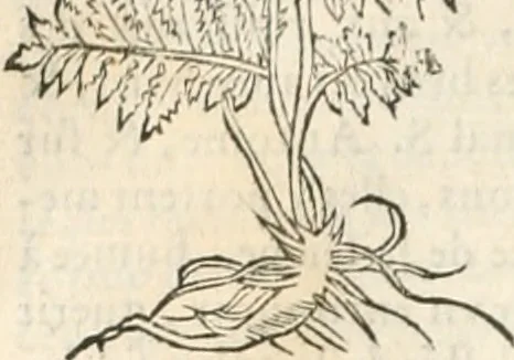 An illustration from [Les six livres de Pedacion Dioscoride d'Anazarbe de la matiere medicinale : translatez de latin en françois : a chacun chapitre sont aioustees certaines annotations fort doctes, & recueillies des plus excellens medecins, anciens, & modernes, 1553, leaf 235