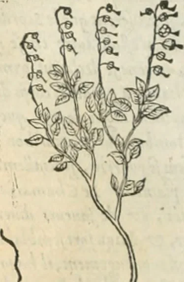 An illustration from [Les six livres de Pedacion Dioscoride d'Anazarbe de la matiere medicinale : translatez de latin en françois : a chacun chapitre sont aioustees certaines annotations fort doctes, & recueillies des plus excellens medecins, anciens, & modernes, 1553, leaf 235