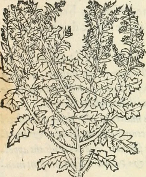 An illustration from [Les six livres de Pedacion Dioscoride d'Anazarbe de la matiere medicinale : translatez de latin en françois : a chacun chapitre sont aioustees certaines annotations fort doctes, & recueillies des plus excellens medecins, anciens, & modernes, 1553, leaf 236