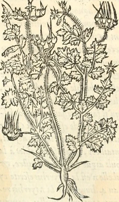 An illustration from [Les six livres de Pedacion Dioscoride d'Anazarbe de la matiere medicinale : translatez de latin en françois : a chacun chapitre sont aioustees certaines annotations fort doctes, & recueillies des plus excellens medecins, anciens, & modernes, 1553, leaf 236