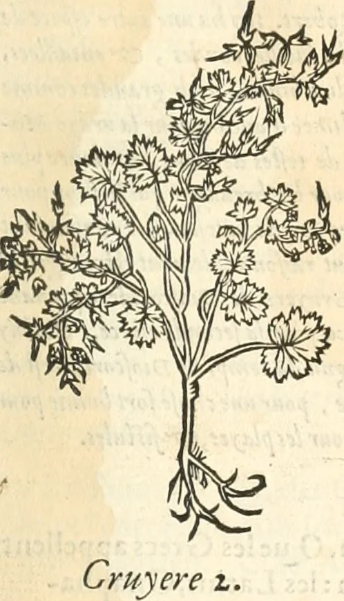 An illustration from [Les six livres de Pedacion Dioscoride d'Anazarbe de la matiere medicinale : translatez de latin en françois : a chacun chapitre sont aioustees certaines annotations fort doctes, & recueillies des plus excellens medecins, anciens, & modernes, 1553, leaf 236