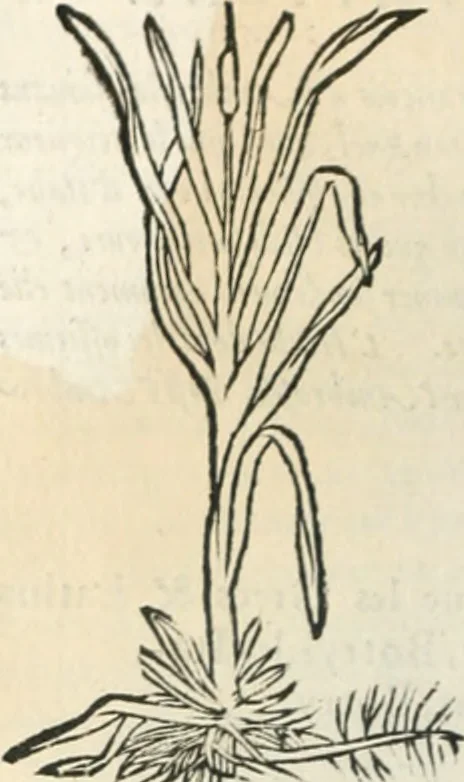 An illustration from [Les six livres de Pedacion Dioscoride d'Anazarbe de la matiere medicinale : translatez de latin en françois : a chacun chapitre sont aioustees certaines annotations fort doctes, & recueillies des plus excellens medecins, anciens, & modernes, 1553, leaf 237