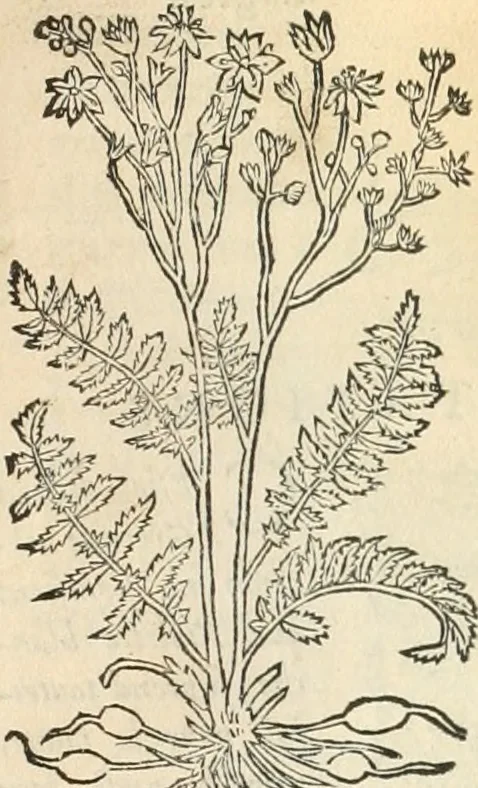 An illustration from [Les six livres de Pedacion Dioscoride d'Anazarbe de la matiere medicinale : translatez de latin en françois : a chacun chapitre sont aioustees certaines annotations fort doctes, & recueillies des plus excellens medecins, anciens, & modernes, 1553, leaf 238