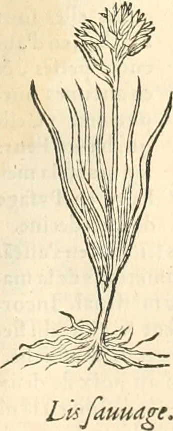 An illustration from [Les six livres de Pedacion Dioscoride d'Anazarbe de la matiere medicinale : translatez de latin en françois : a chacun chapitre sont aioustees certaines annotations fort doctes, & recueillies des plus excellens medecins, anciens, & modernes, 1553, leaf 238