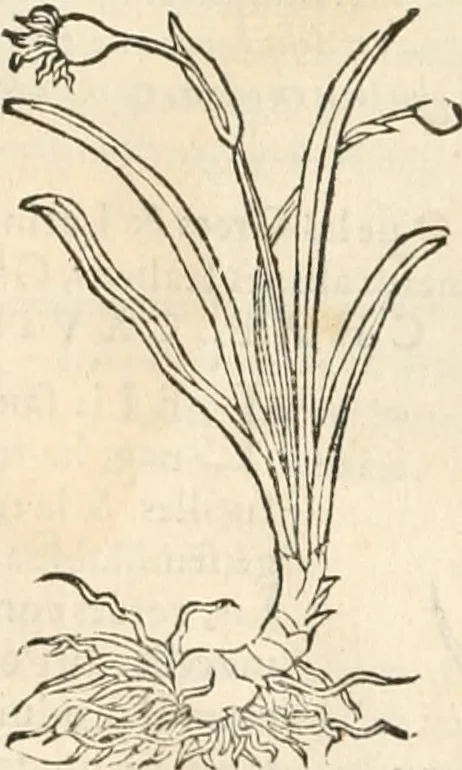 An illustration from [Les six livres de Pedacion Dioscoride d'Anazarbe de la matiere medicinale : translatez de latin en françois : a chacun chapitre sont aioustees certaines annotations fort doctes, & recueillies des plus excellens medecins, anciens, & modernes, 1553, leaf 239