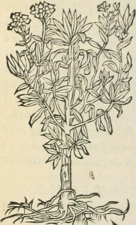 An illustration from [Les six livres de Pedacion Dioscoride d'Anazarbe de la matiere medicinale : translatez de latin en françois : a chacun chapitre sont aioustees certaines annotations fort doctes, & recueillies des plus excellens medecins, anciens, & modernes, 1553, leaf 239