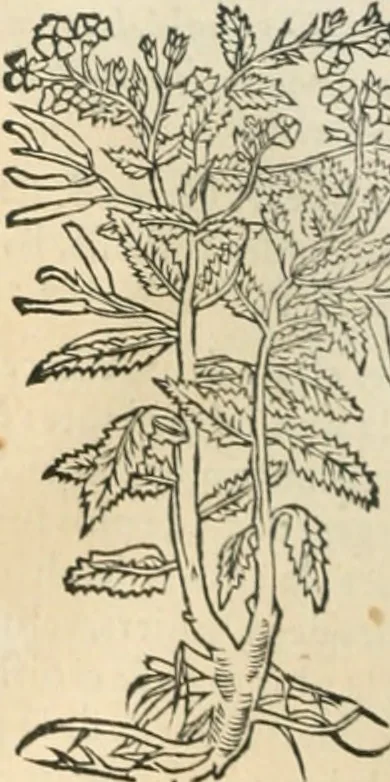 An illustration from [Les six livres de Pedacion Dioscoride d'Anazarbe de la matiere medicinale : translatez de latin en françois : a chacun chapitre sont aioustees certaines annotations fort doctes, & recueillies des plus excellens medecins, anciens, & modernes, 1553, leaf 239