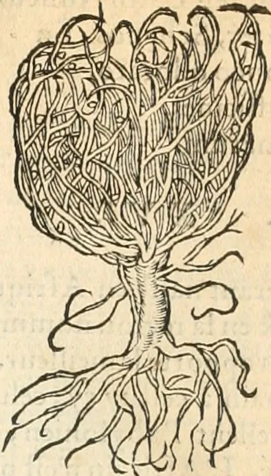 An illustration from [Les six livres de Pedacion Dioscoride d'Anazarbe de la matiere medicinale : translatez de latin en françois : a chacun chapitre sont aioustees certaines annotations fort doctes, & recueillies des plus excellens medecins, anciens, & modernes, 1553, leaf 24