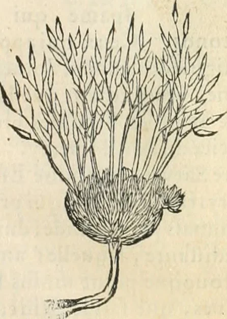 An illustration from [Les six livres de Pedacion Dioscoride d'Anazarbe de la matiere medicinale : translatez de latin en françois : a chacun chapitre sont aioustees certaines annotations fort doctes, & recueillies des plus excellens medecins, anciens, & modernes, 1553, leaf 240