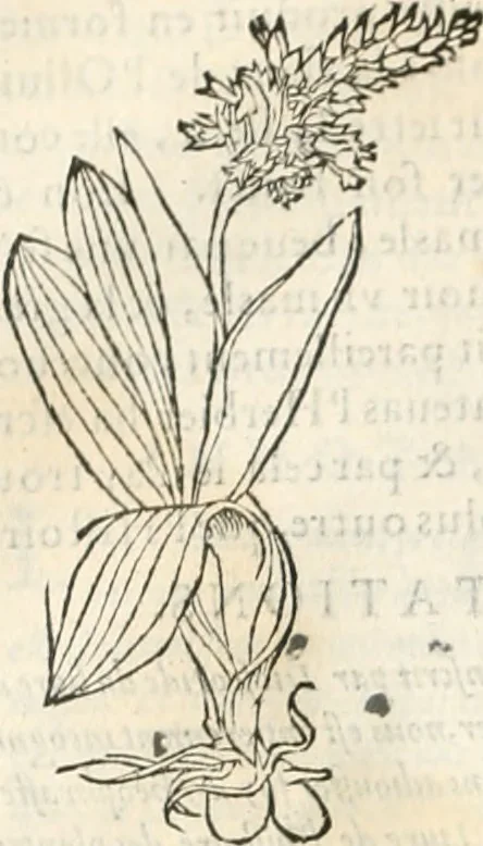 An illustration from [Les six livres de Pedacion Dioscoride d'Anazarbe de la matiere medicinale : translatez de latin en françois : a chacun chapitre sont aioustees certaines annotations fort doctes, & recueillies des plus excellens medecins, anciens, & modernes, 1553, leaf 241