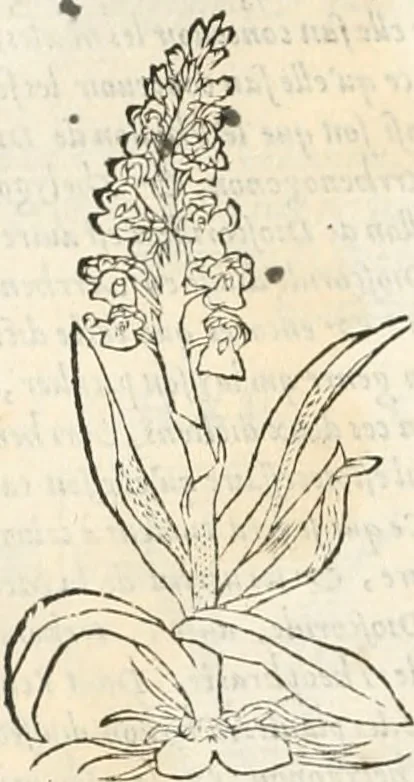 An illustration from [Les six livres de Pedacion Dioscoride d'Anazarbe de la matiere medicinale : translatez de latin en françois : a chacun chapitre sont aioustees certaines annotations fort doctes, & recueillies des plus excellens medecins, anciens, & modernes, 1553, leaf 241