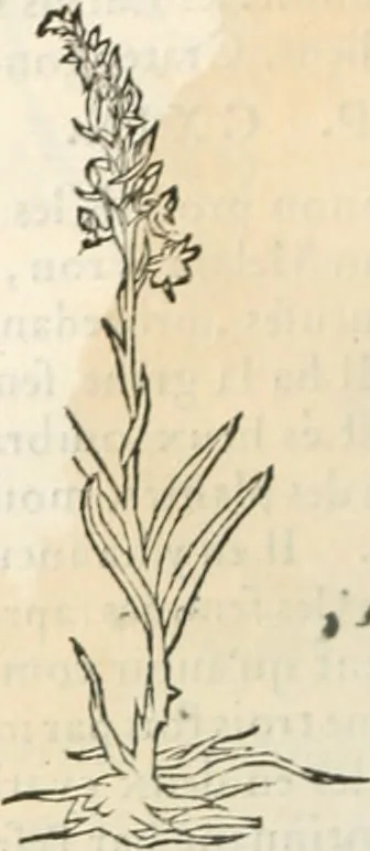 An illustration from [Les six livres de Pedacion Dioscoride d'Anazarbe de la matiere medicinale : translatez de latin en françois : a chacun chapitre sont aioustees certaines annotations fort doctes, & recueillies des plus excellens medecins, anciens, & modernes, 1553, leaf 241