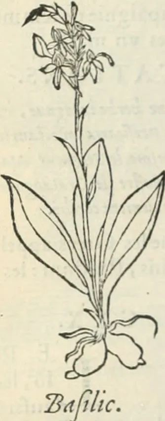 An illustration from [Les six livres de Pedacion Dioscoride d'Anazarbe de la matiere medicinale : translatez de latin en françois : a chacun chapitre sont aioustees certaines annotations fort doctes, & recueillies des plus excellens medecins, anciens, & modernes, 1553, leaf 241