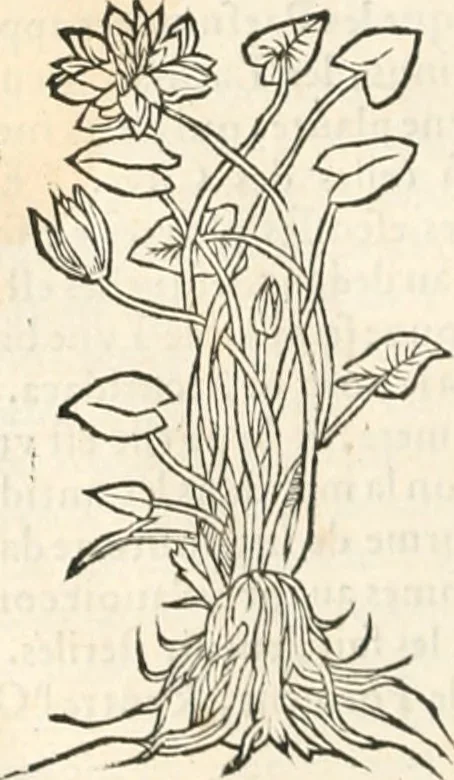 An illustration from [Les six livres de Pedacion Dioscoride d'Anazarbe de la matiere medicinale : translatez de latin en françois : a chacun chapitre sont aioustees certaines annotations fort doctes, & recueillies des plus excellens medecins, anciens, & modernes, 1553, leaf 243