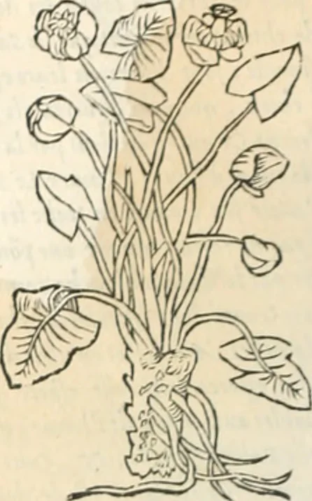 An illustration from [Les six livres de Pedacion Dioscoride d'Anazarbe de la matiere medicinale : translatez de latin en françois : a chacun chapitre sont aioustees certaines annotations fort doctes, & recueillies des plus excellens medecins, anciens, & modernes, 1553, leaf 243