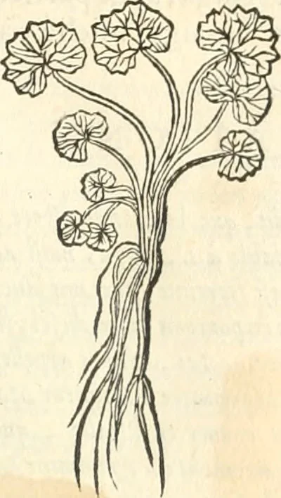 An illustration from [Les six livres de Pedacion Dioscoride d'Anazarbe de la matiere medicinale : translatez de latin en françois : a chacun chapitre sont aioustees certaines annotations fort doctes, & recueillies des plus excellens medecins, anciens, & modernes, 1553, leaf 244