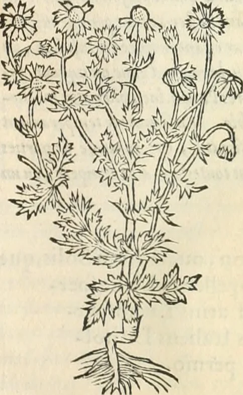 An illustration from [Les six livres de Pedacion Dioscoride d'Anazarbe de la matiere medicinale : translatez de latin en françois : a chacun chapitre sont aioustees certaines annotations fort doctes, & recueillies des plus excellens medecins, anciens, & modernes, 1553, leaf 246
