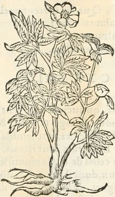 An illustration from [Les six livres de Pedacion Dioscoride d'Anazarbe de la matiere medicinale : translatez de latin en françois : a chacun chapitre sont aioustees certaines annotations fort doctes, & recueillies des plus excellens medecins, anciens, & modernes, 1553, leaf 247