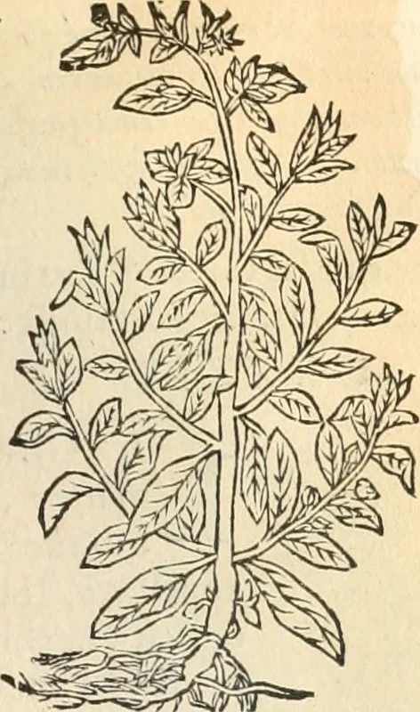 An illustration from [Les six livres de Pedacion Dioscoride d'Anazarbe de la matiere medicinale : translatez de latin en françois : a chacun chapitre sont aioustees certaines annotations fort doctes, & recueillies des plus excellens medecins, anciens, & modernes, 1553, leaf 248