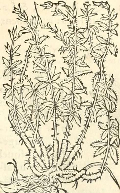 An illustration from [Les six livres de Pedacion Dioscoride d'Anazarbe de la matiere medicinale : translatez de latin en françois : a chacun chapitre sont aioustees certaines annotations fort doctes, & recueillies des plus excellens medecins, anciens, & modernes, 1553, leaf 248