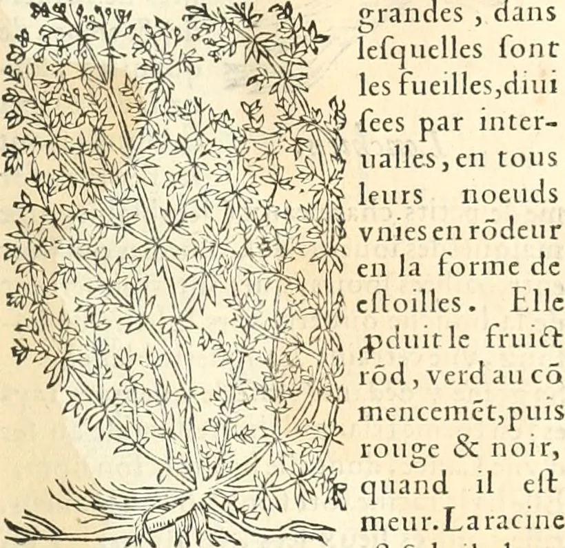 An illustration from [Les six livres de Pedacion Dioscoride d'Anazarbe de la matiere medicinale : translatez de latin en françois : a chacun chapitre sont aioustees certaines annotations fort doctes, & recueillies des plus excellens medecins, anciens, & modernes, 1553, leaf 248