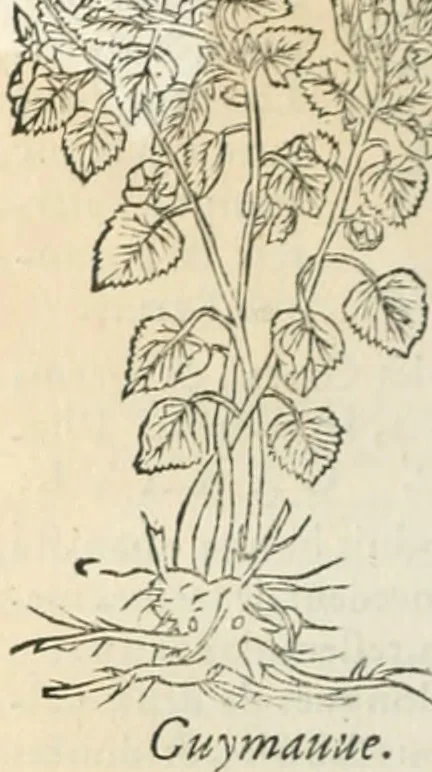 An illustration from [Les six livres de Pedacion Dioscoride d'Anazarbe de la matiere medicinale : translatez de latin en françois : a chacun chapitre sont aioustees certaines annotations fort doctes, & recueillies des plus excellens medecins, anciens, & modernes, 1553, leaf 249