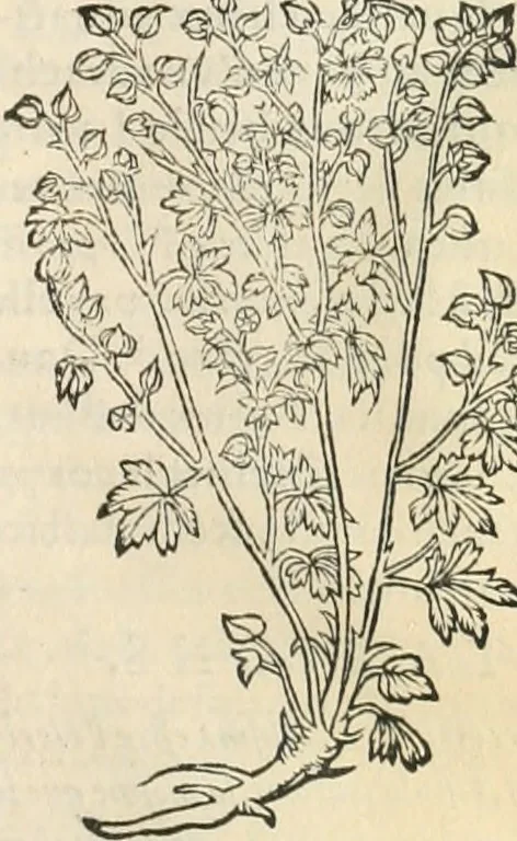 An illustration from [Les six livres de Pedacion Dioscoride d'Anazarbe de la matiere medicinale : translatez de latin en françois : a chacun chapitre sont aioustees certaines annotations fort doctes, & recueillies des plus excellens medecins, anciens, & modernes, 1553, leaf 250