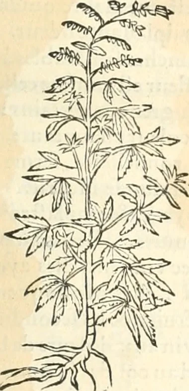 An illustration from [Les six livres de Pedacion Dioscoride d'Anazarbe de la matiere medicinale : translatez de latin en françois : a chacun chapitre sont aioustees certaines annotations fort doctes, & recueillies des plus excellens medecins, anciens, & modernes, 1553, leaf 250
