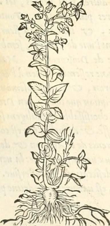 An illustration from [Les six livres de Pedacion Dioscoride d'Anazarbe de la matiere medicinale : translatez de latin en françois : a chacun chapitre sont aioustees certaines annotations fort doctes, & recueillies des plus excellens medecins, anciens, & modernes, 1553, leaf 252