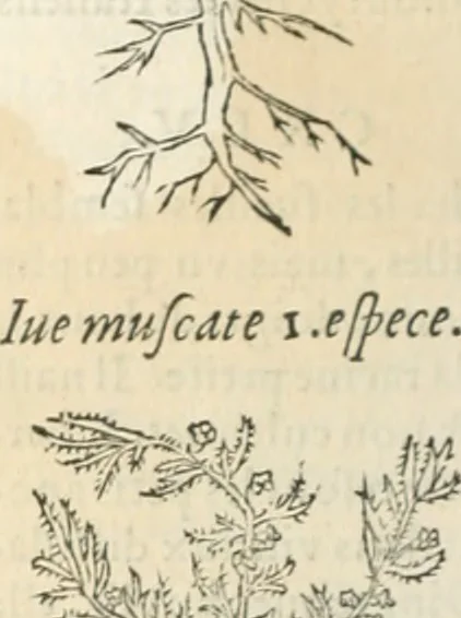 An illustration from [Les six livres de Pedacion Dioscoride d'Anazarbe de la matiere medicinale : translatez de latin en françois : a chacun chapitre sont aioustees certaines annotations fort doctes, & recueillies des plus excellens medecins, anciens, & modernes, 1553, leaf 253