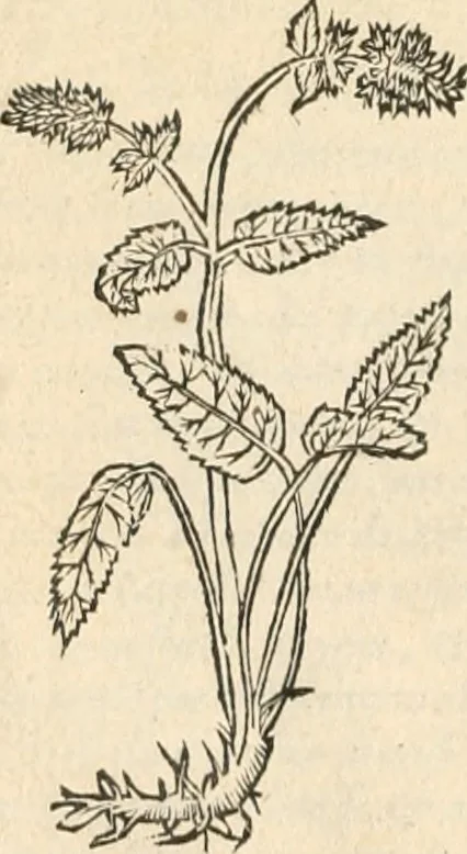 An illustration from [Les six livres de Pedacion Dioscoride d'Anazarbe de la matiere medicinale : translatez de latin en françois : a chacun chapitre sont aioustees certaines annotations fort doctes, & recueillies des plus excellens medecins, anciens, & modernes, 1553, leaf 255