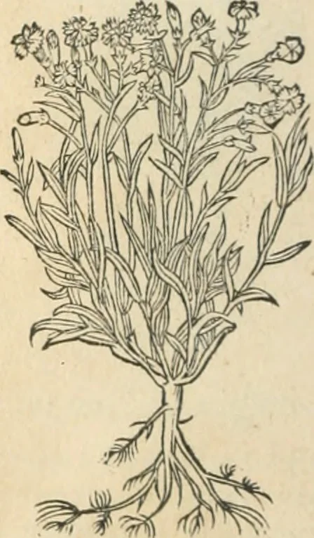 An illustration from [Les six livres de Pedacion Dioscoride d'Anazarbe de la matiere medicinale : translatez de latin en françois : a chacun chapitre sont aioustees certaines annotations fort doctes, & recueillies des plus excellens medecins, anciens, & modernes, 1553, leaf 255