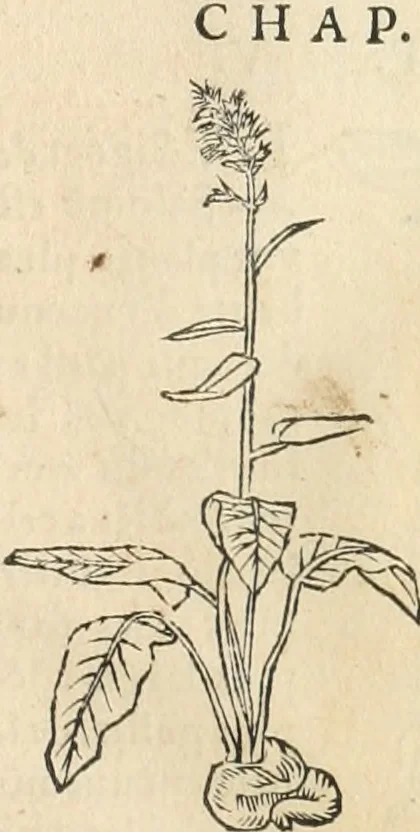 An illustration from [Les six livres de Pedacion Dioscoride d'Anazarbe de la matiere medicinale : translatez de latin en françois : a chacun chapitre sont aioustees certaines annotations fort doctes, & recueillies des plus excellens medecins, anciens, & modernes, 1553, leaf 256