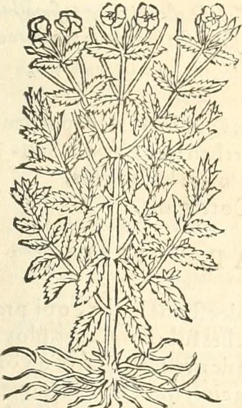 An illustration from [Les six livres de Pedacion Dioscoride d'Anazarbe de la matiere medicinale : translatez de latin en françois : a chacun chapitre sont aioustees certaines annotations fort doctes, & recueillies des plus excellens medecins, anciens, & modernes, 1553, leaf 256