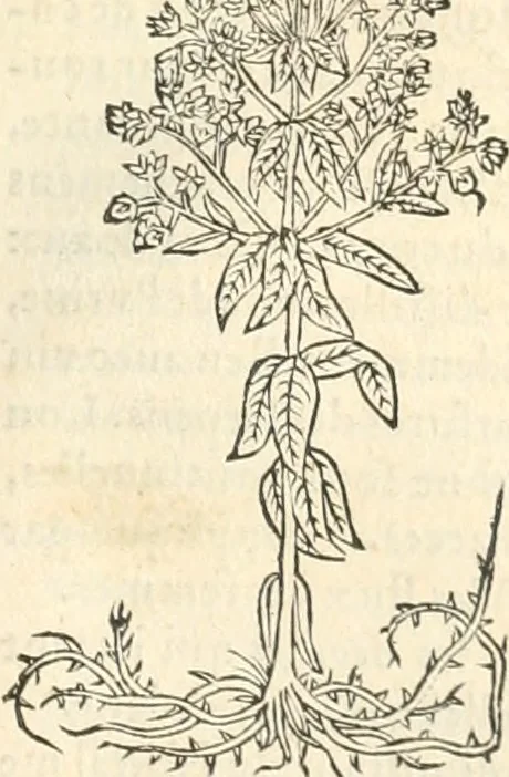 An illustration from [Les six livres de Pedacion Dioscoride d'Anazarbe de la matiere medicinale : translatez de latin en françois : a chacun chapitre sont aioustees certaines annotations fort doctes, & recueillies des plus excellens medecins, anciens, & modernes, 1553, leaf 256