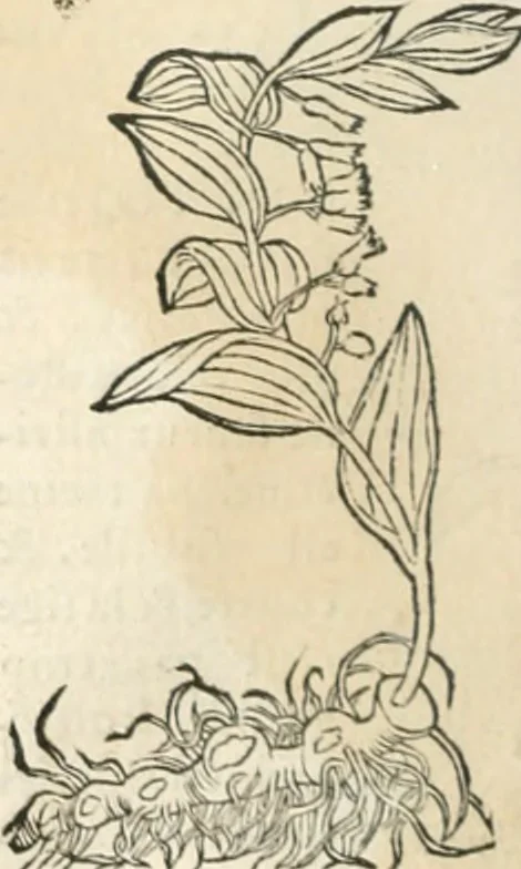An illustration from [Les six livres de Pedacion Dioscoride d'Anazarbe de la matiere medicinale : translatez de latin en françois : a chacun chapitre sont aioustees certaines annotations fort doctes, & recueillies des plus excellens medecins, anciens, & modernes, 1553, leaf 257