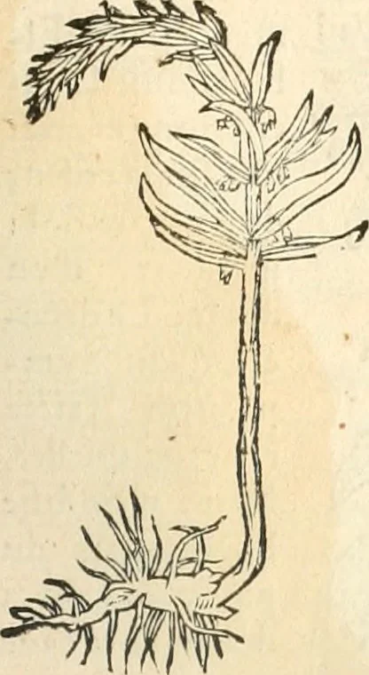 An illustration from [Les six livres de Pedacion Dioscoride d'Anazarbe de la matiere medicinale : translatez de latin en françois : a chacun chapitre sont aioustees certaines annotations fort doctes, & recueillies des plus excellens medecins, anciens, & modernes, 1553, leaf 258