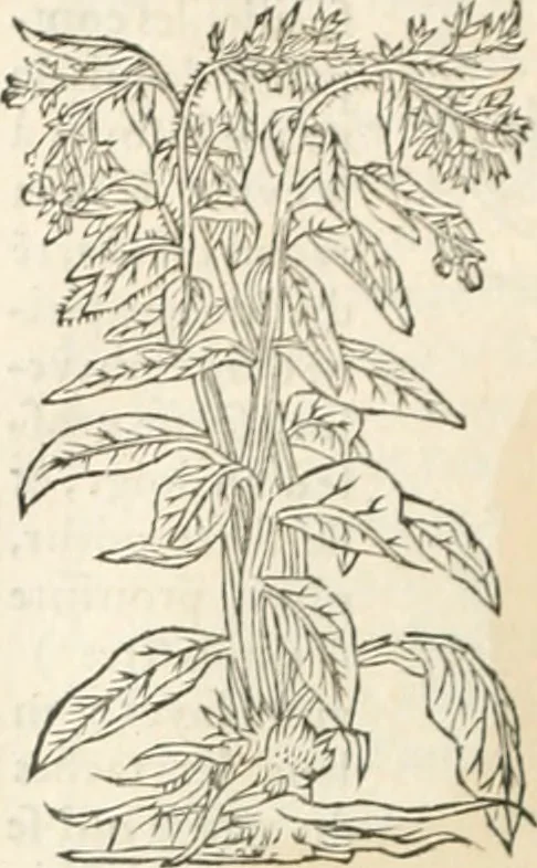 An illustration from [Les six livres de Pedacion Dioscoride d'Anazarbe de la matiere medicinale : translatez de latin en françois : a chacun chapitre sont aioustees certaines annotations fort doctes, & recueillies des plus excellens medecins, anciens, & modernes, 1553, leaf 259
