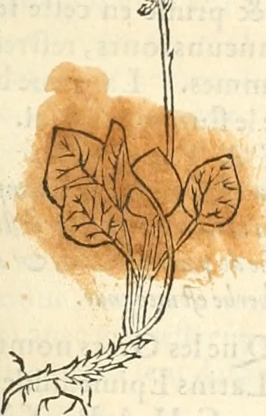 An illustration from [Les six livres de Pedacion Dioscoride d'Anazarbe de la matiere medicinale : translatez de latin en françois : a chacun chapitre sont aioustees certaines annotations fort doctes, & recueillies des plus excellens medecins, anciens, & modernes, 1553, leaf 262
