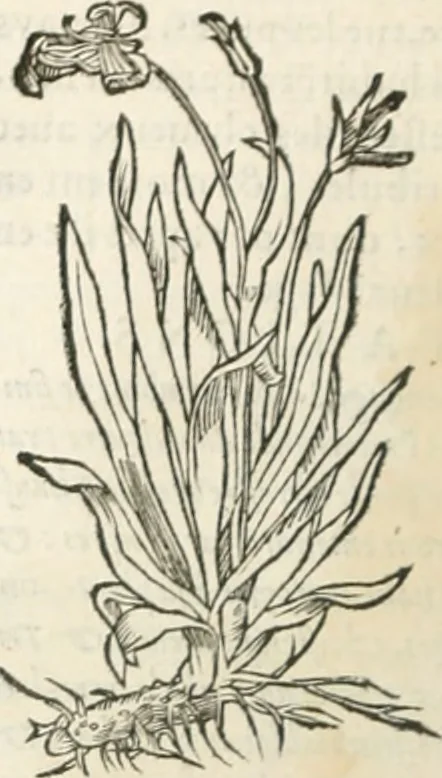 An illustration from [Les six livres de Pedacion Dioscoride d'Anazarbe de la matiere medicinale : translatez de latin en françois : a chacun chapitre sont aioustees certaines annotations fort doctes, & recueillies des plus excellens medecins, anciens, & modernes, 1553, leaf 263