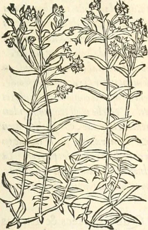 An illustration from [Les six livres de Pedacion Dioscoride d'Anazarbe de la matiere medicinale : translatez de latin en françois : a chacun chapitre sont aioustees certaines annotations fort doctes, & recueillies des plus excellens medecins, anciens, & modernes, 1553, leaf 266