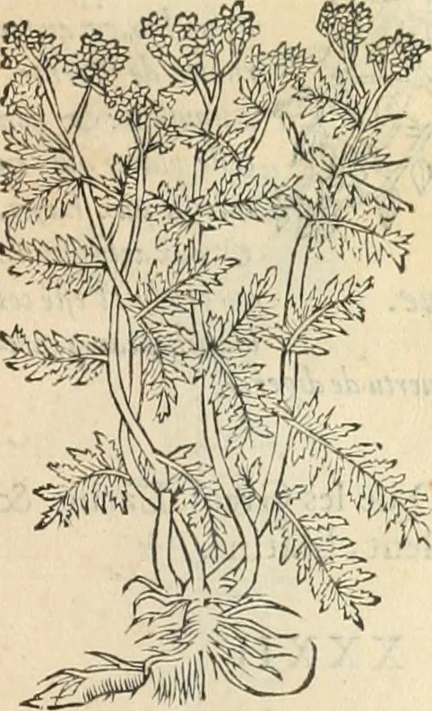 An illustration from [Les six livres de Pedacion Dioscoride d'Anazarbe de la matiere medicinale : translatez de latin en françois : a chacun chapitre sont aioustees certaines annotations fort doctes, & recueillies des plus excellens medecins, anciens, & modernes, 1553, leaf 268