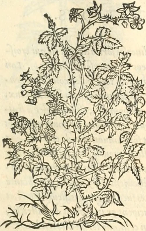 An illustration from [Les six livres de Pedacion Dioscoride d'Anazarbe de la matiere medicinale : translatez de latin en françois : a chacun chapitre sont aioustees certaines annotations fort doctes, & recueillies des plus excellens medecins, anciens, & modernes, 1553, leaf 268