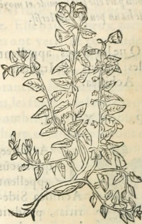 An illustration from [Les six livres de Pedacion Dioscoride d'Anazarbe de la matiere medicinale : translatez de latin en françois : a chacun chapitre sont aioustees certaines annotations fort doctes, & recueillies des plus excellens medecins, anciens, & modernes, 1553, leaf 269