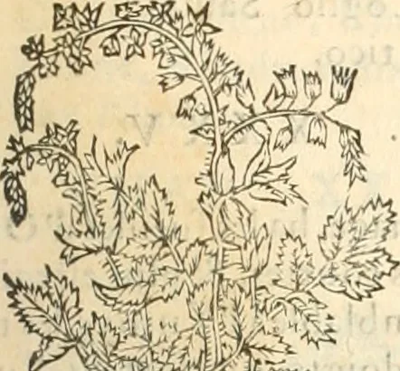 An illustration from [Les six livres de Pedacion Dioscoride d'Anazarbe de la matiere medicinale : translatez de latin en françois : a chacun chapitre sont aioustees certaines annotations fort doctes, & recueillies des plus excellens medecins, anciens, & modernes, 1553, leaf 270