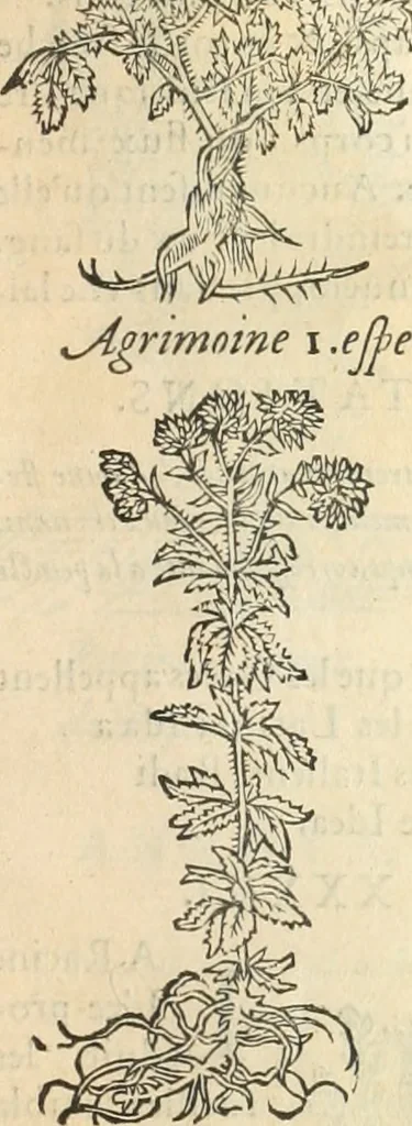 An illustration from [Les six livres de Pedacion Dioscoride d'Anazarbe de la matiere medicinale : translatez de latin en françois : a chacun chapitre sont aioustees certaines annotations fort doctes, & recueillies des plus excellens medecins, anciens, & modernes, 1553, leaf 270